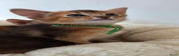 Abyssinian cats for sale: 🔥 TICA Registered Abyssinian Kittens - Advert 32