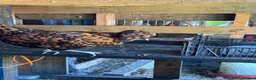 Chickens poultry for sale: Roosters and Hens for sale - Advert 1
