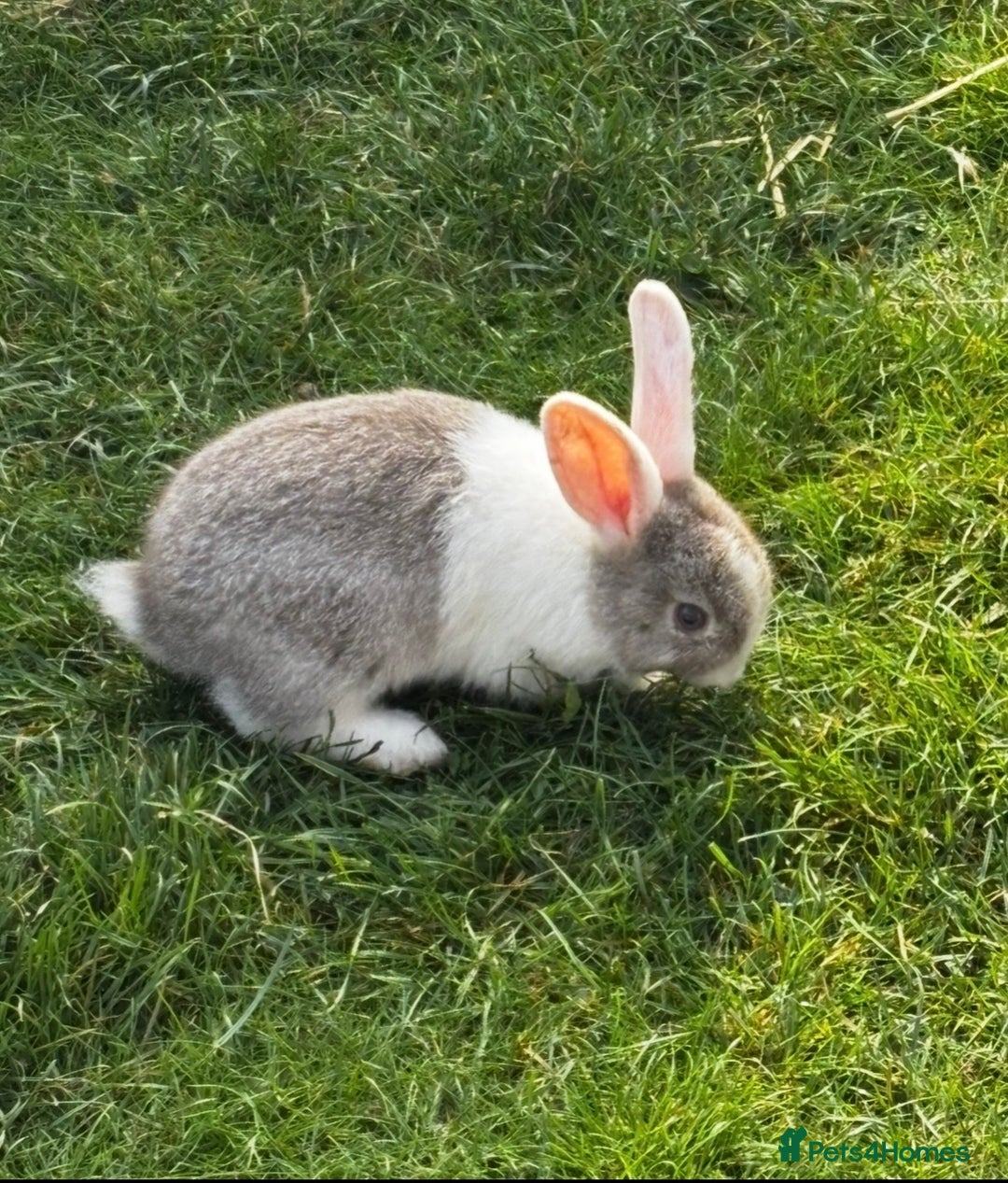 Mini Lop rabbits for sale: mini lops bucks and babies  - Advert 3