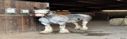 Irish Cob horses for sale: 13.3 Allrounder Cob Mare - Advert 2