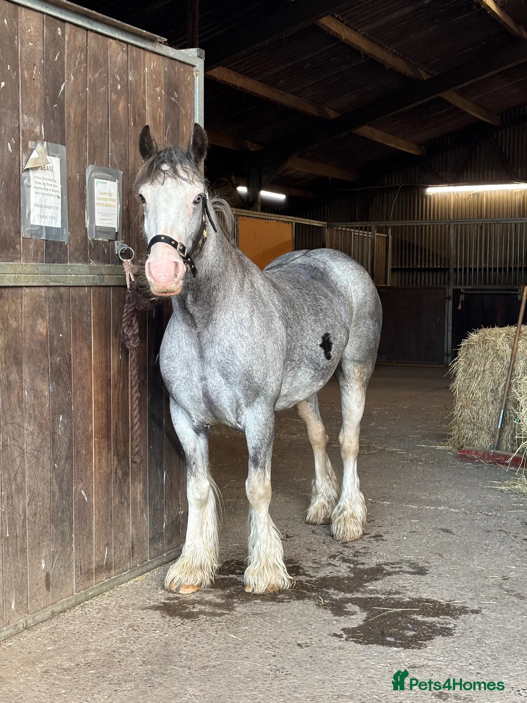 Irish Cob horses for sale: 13.3 Allrounder Cob Mare - Advert 2