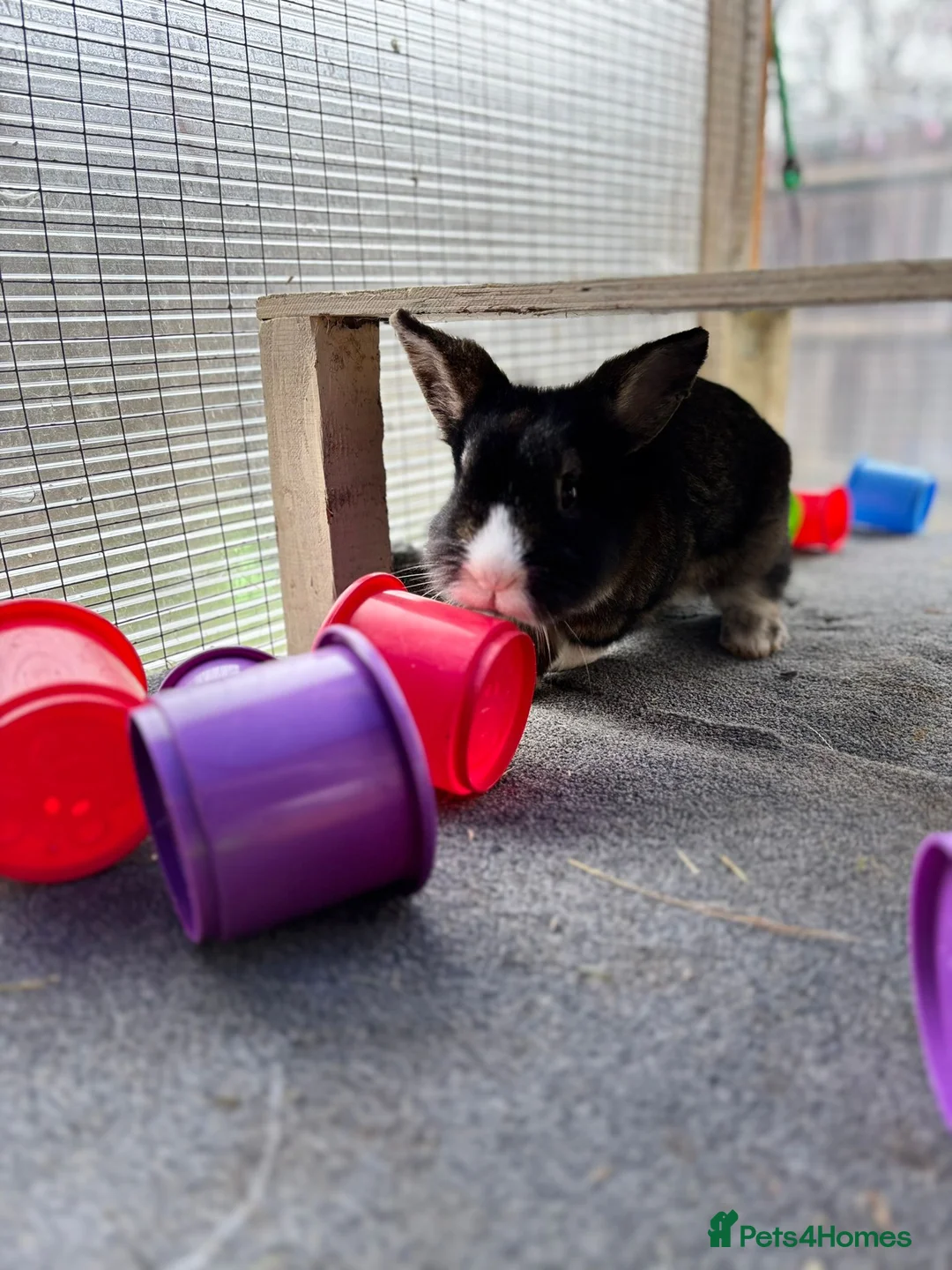 Lionhead rabbits for sale: Puffin - vaccinated & castrated  - Advert 4