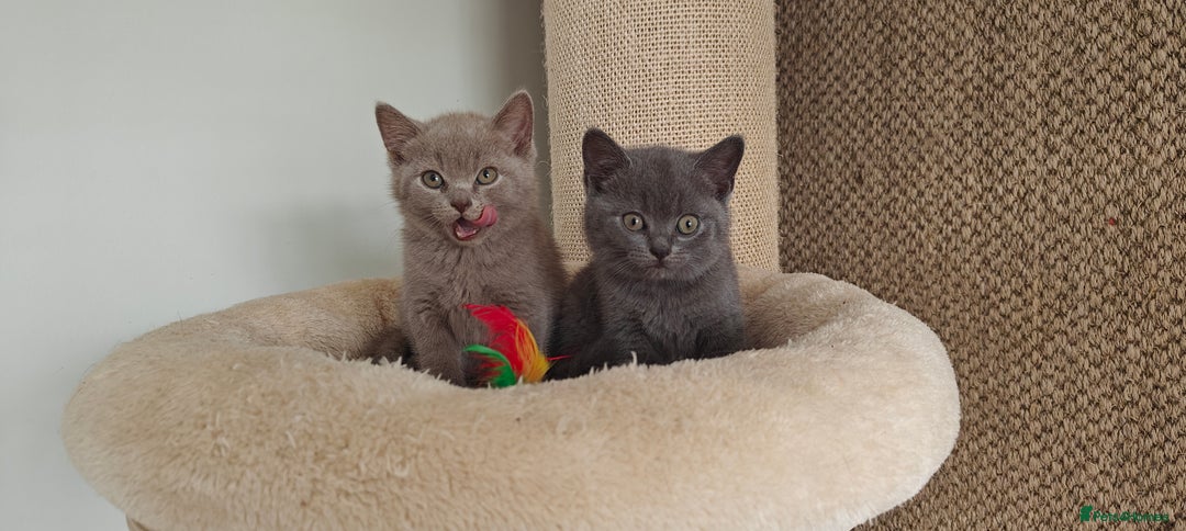 British Shorthair cats for sale: British shorthair blue/lilac kittens  - Image 26