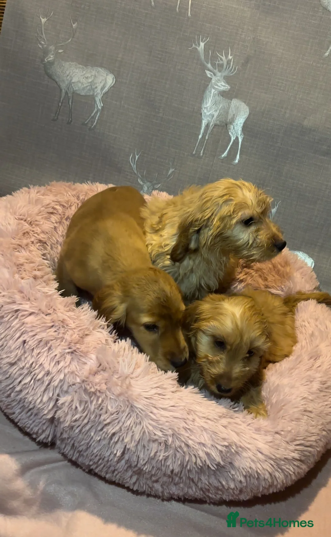 Cockapoo dogs for sale: Cockapoo puppies for sale  - Advert 4