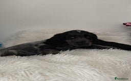 Cocker Spaniel dogs for sale: Blue roan show cocker spaniel  - Image 9