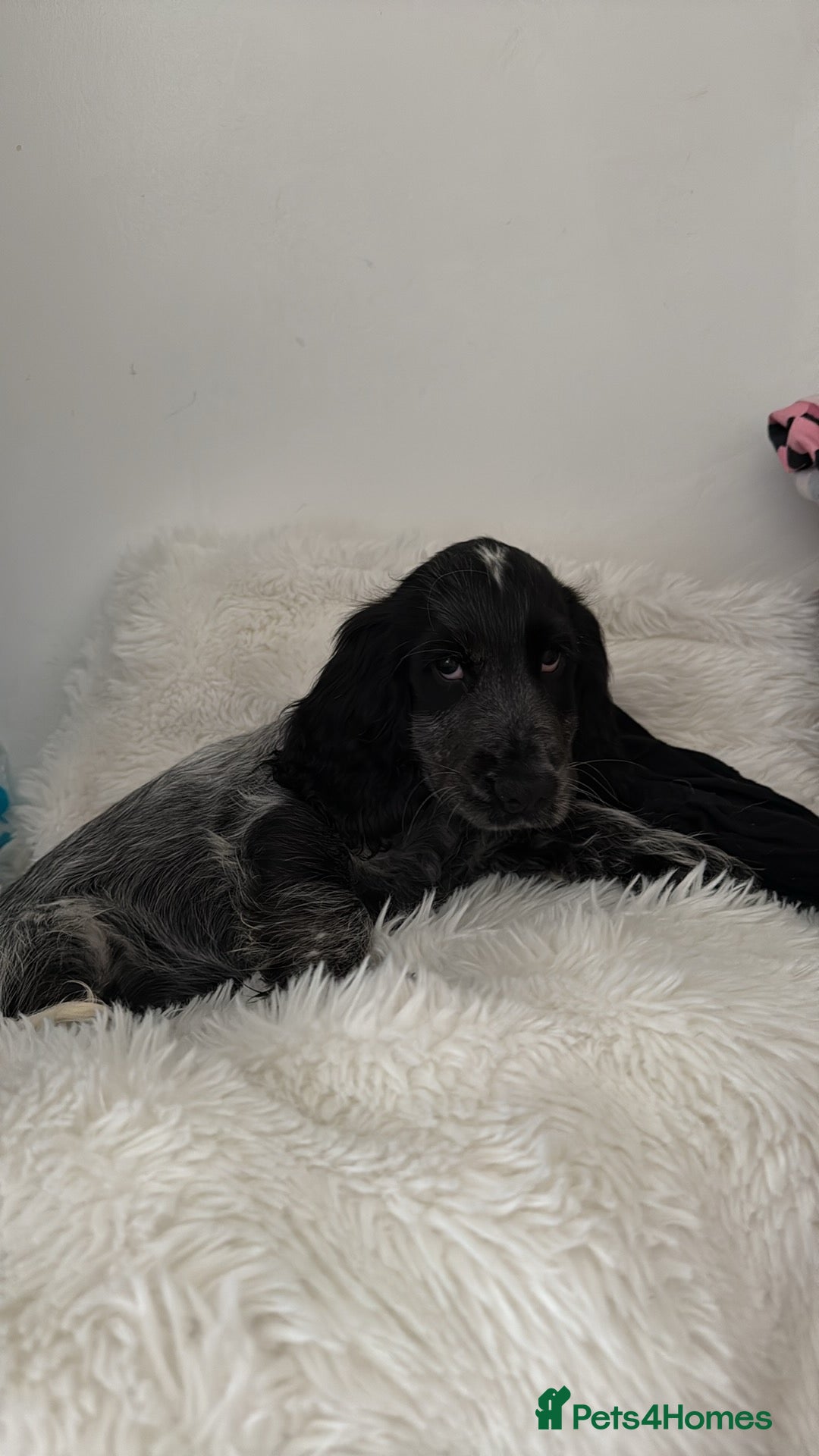 Cocker Spaniel dogs for sale: Blue roan show cocker spaniel  - Image 9