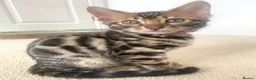 Bengal cats for sale: ✨✨ TICA registered Bengal BOYS😻😻😻 - Advert 22