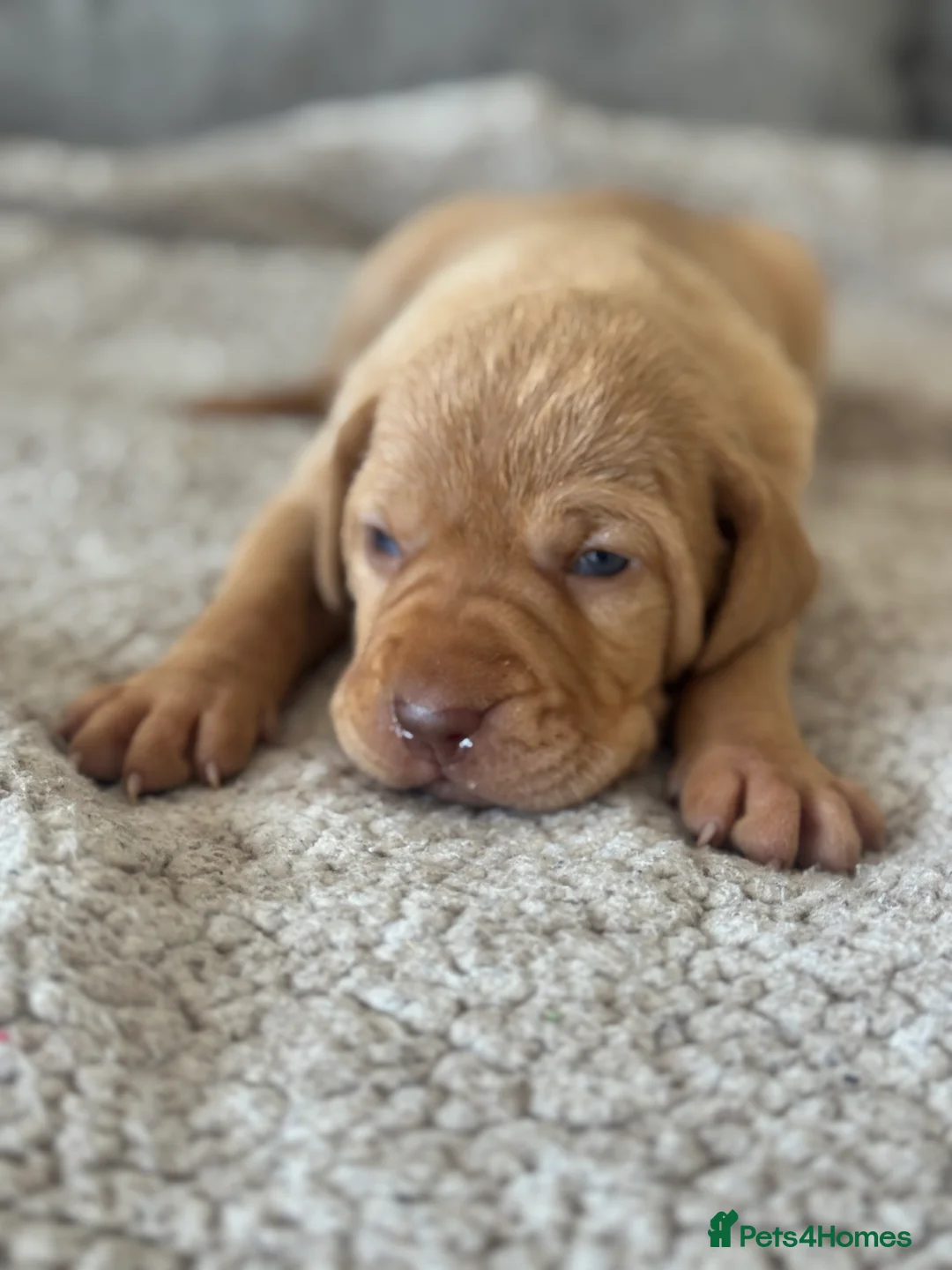 Hungarian Vizsla dogs for sale: OUR BEAUTIFUL GIRL HAS HAD 8 KC REG PUPS - Advert 23