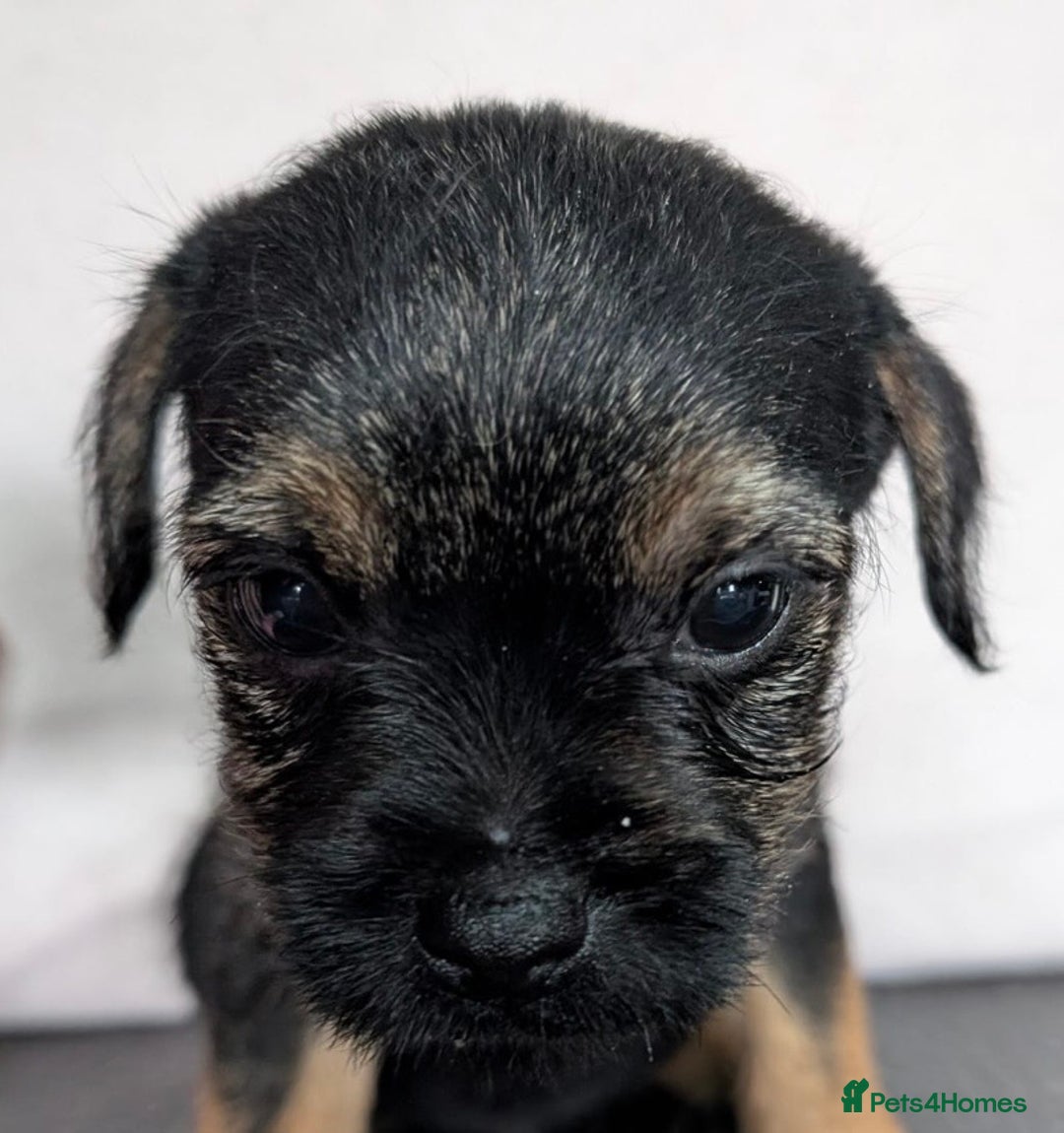 Border Terrier dogs for sale: Border Terrier pups - Advert 7