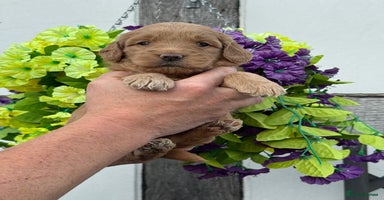 Goldendoodle dogs - Advert 8
