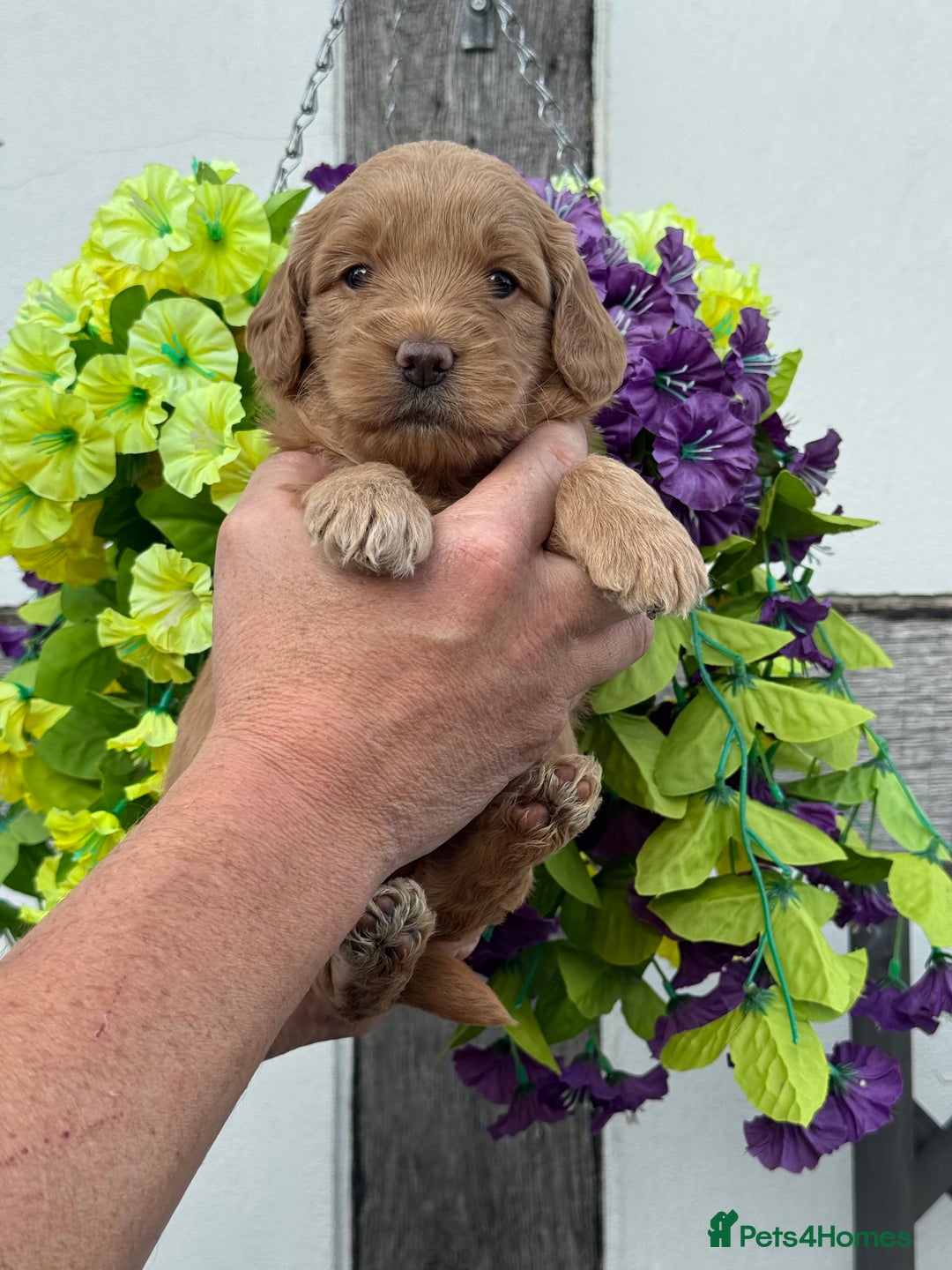 Goldendoodle dogs for sale: 8 gorgeous f1 mini goldendoodle dna clear - Image 2