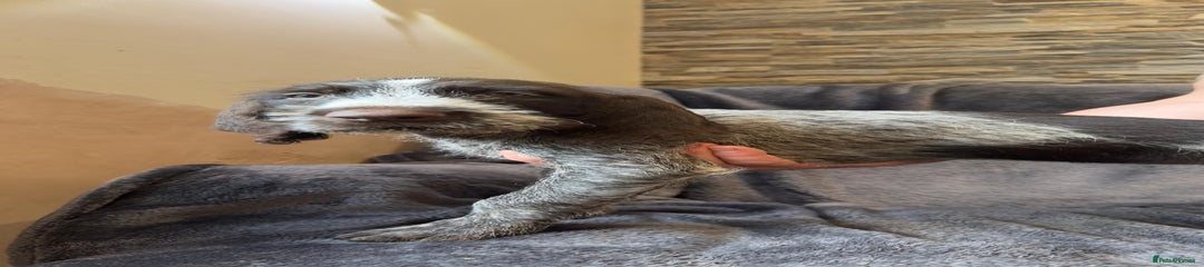 German Wirehaired Pointer Puppy 4