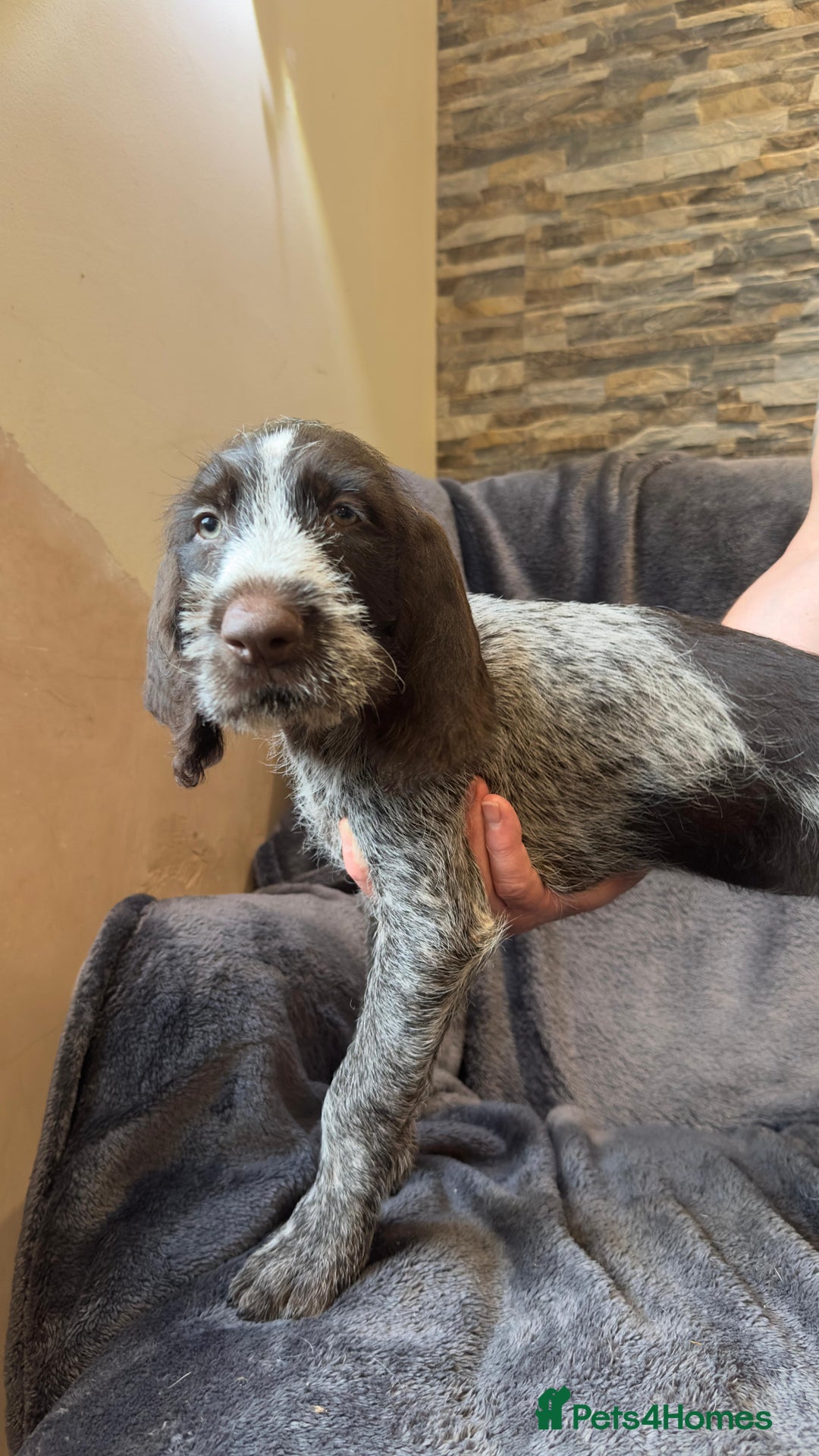 German Wirehaired Pointer dogs for sale: German wired haired stunning pointer pups  in Preston - Image 1