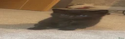 Mixed Breed cats for sale: 4 gorgeous kittens  - Advert 6