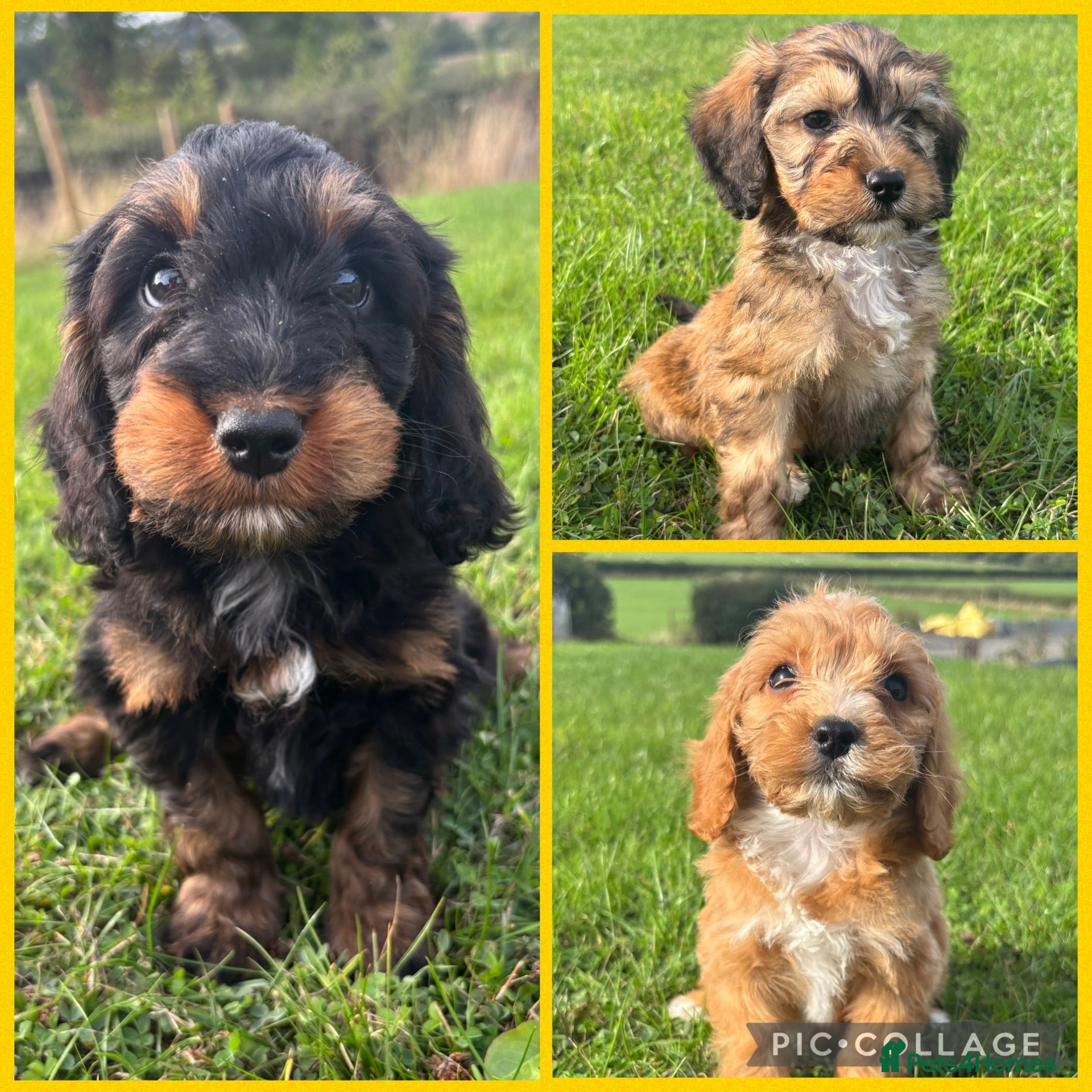 Cockapoo dogs F1 Cockapoo Puppies KC Parents DNA Tested Dad - Advert 13