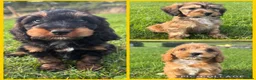 Cockapoo dogs for sale: F1 Cockapoo Puppies KC Parents DNA Tested Dad - Advert 2
