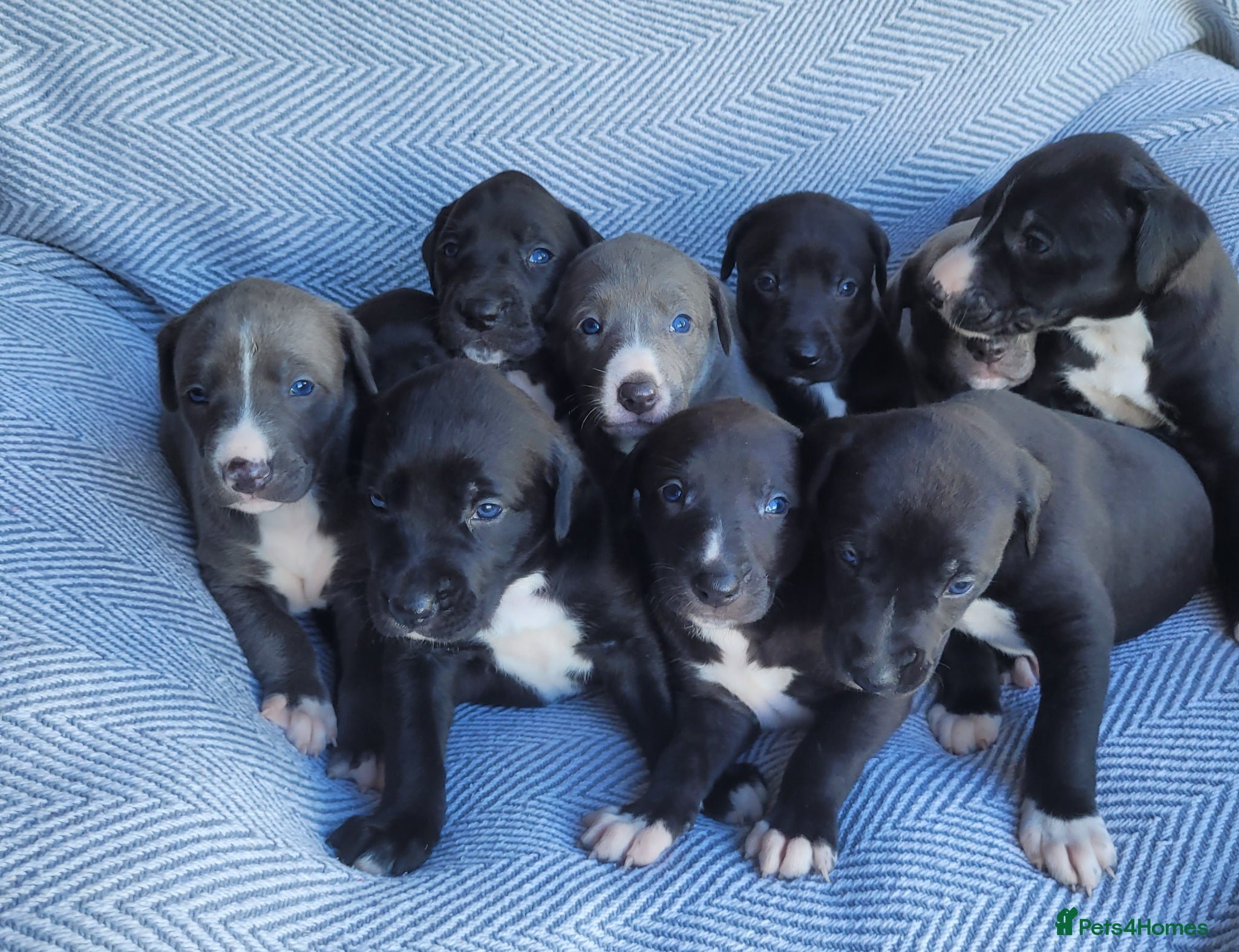 Lurcher dogs GREYHOUND X LURCHER PUPS - Advert 10