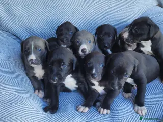 Lurcher dogs GREYHOUND X LURCHER PUPS - Advert 10