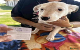Mixed Breed dogs for adoption: Kira for adoption - Image 5