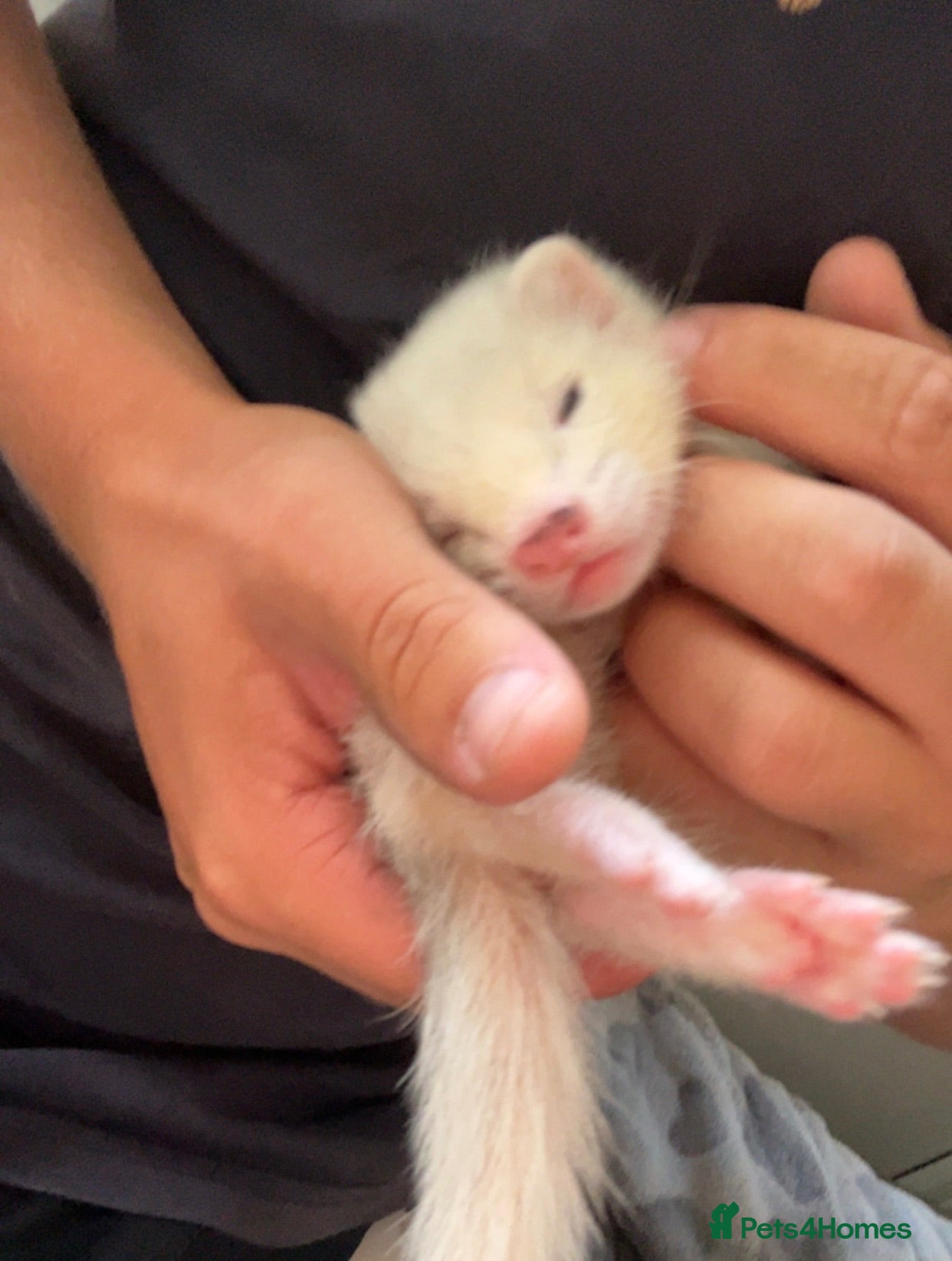 Ferret rodents Ferrets, 2 Girls 1 Boy (boy albino) - Advert 4