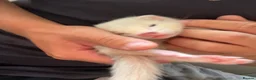 Ferret rodents for sale: Ferrets, 2 Girls 1 Boy (boy albino) in Chatham - Advert 1