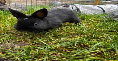 Netherland Dwarf rabbits - Advert 15