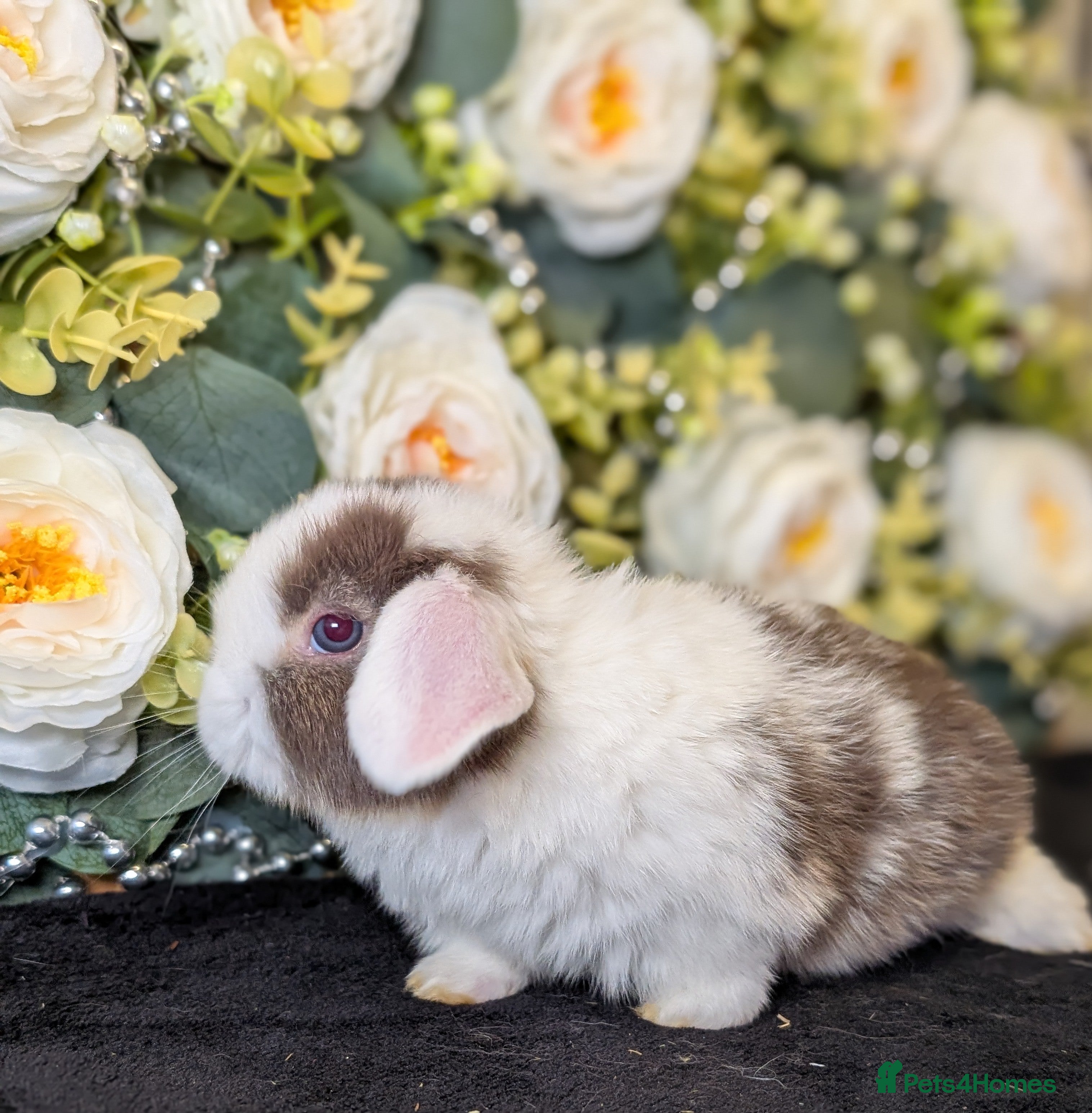Mini Lop rabbits ❤️Stunning mini lop babies❤️ - Advert 17