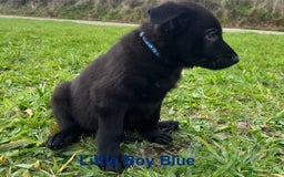 German Shepherd dogs for sale: Working Line German Shepherd Puppies - Cornwall - Image 6