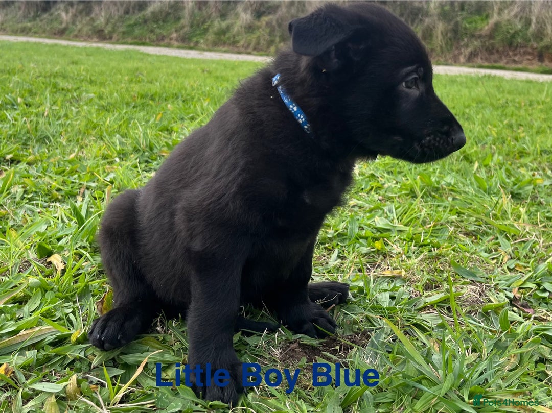 German Shepherd dogs for sale: Working Line German Shepherd Puppies - Cornwall - Image 6