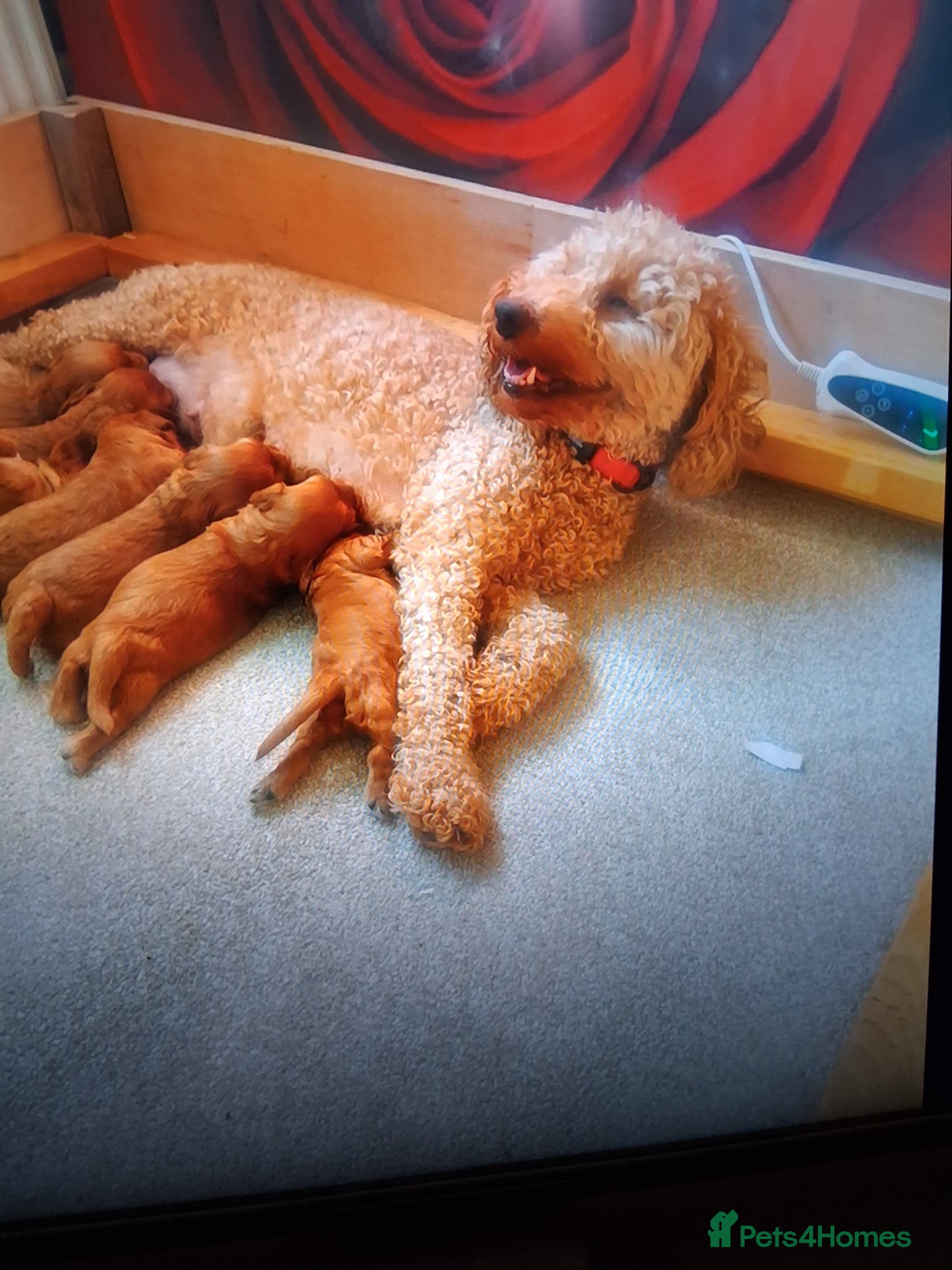 Cavapoo dogs Extensively health tested f1 cavapoos - Advert 1