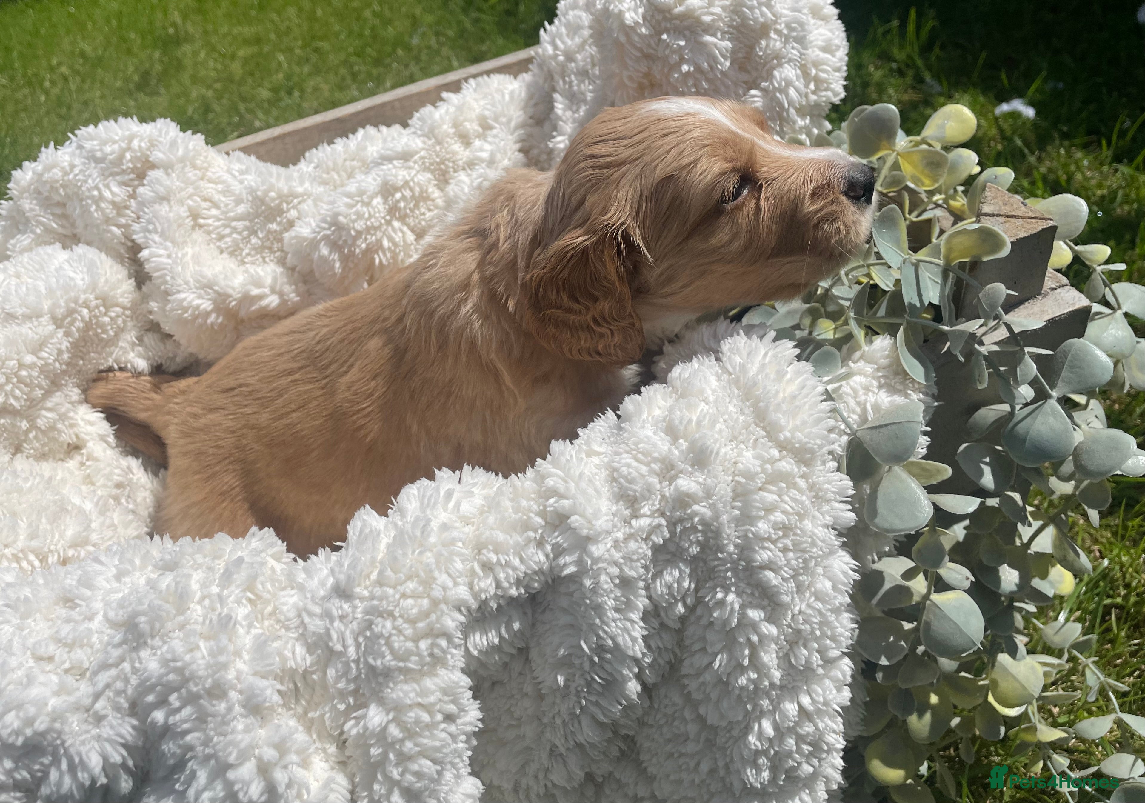 Cockapoo dogs for sale: Stunning F1b Cockapoo puppies - Advert 25