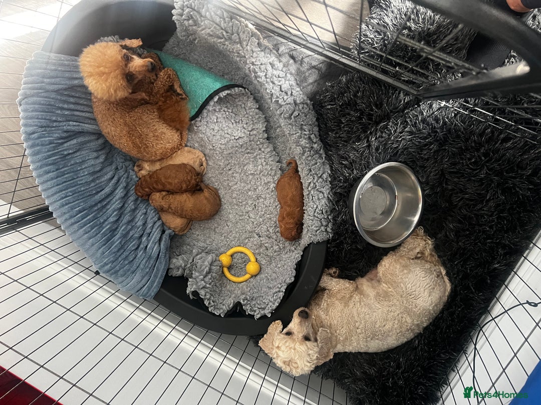 Toy Poodle dogs for sale: Gorgeous kc registered toy poodle pups  - Image 28