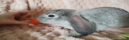 Mixed Breed rabbits for sale: Beautiful Grey Boy - Advert 5