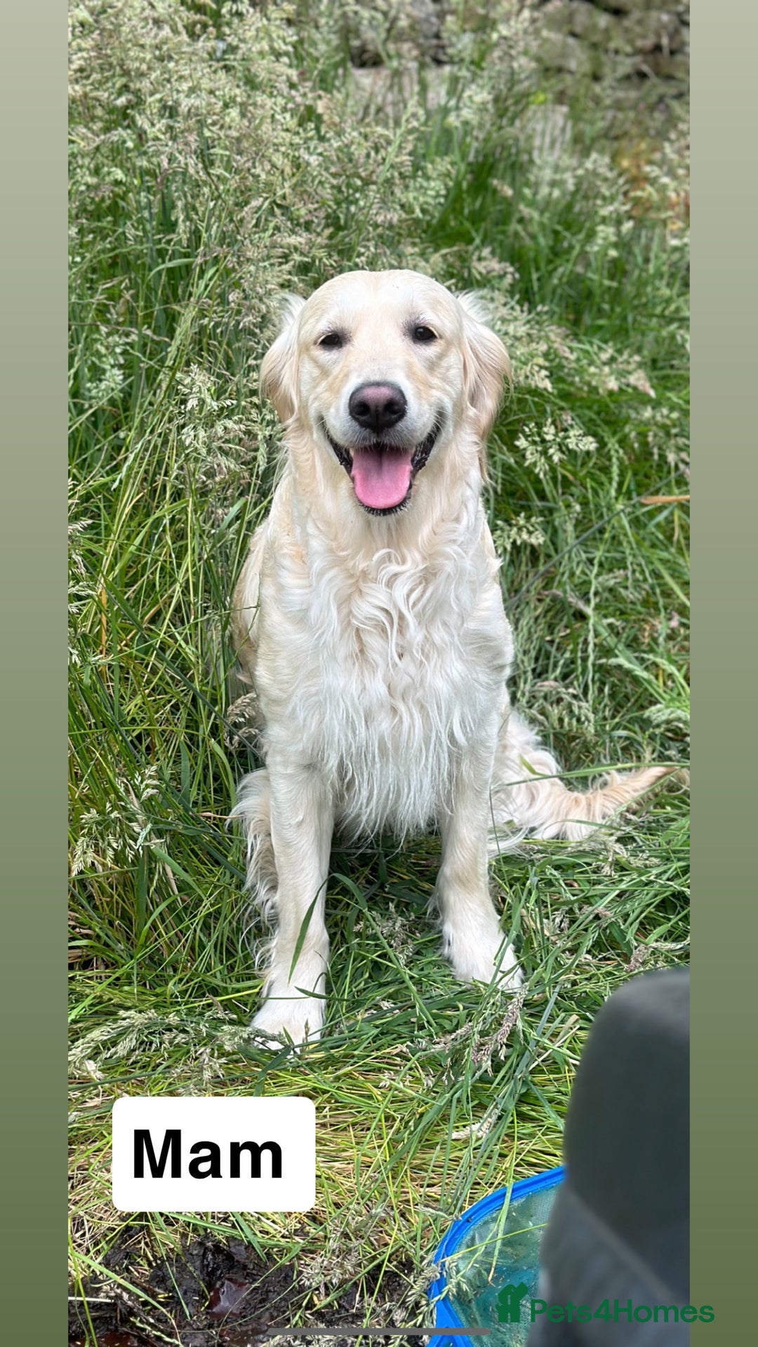 Golden Retriever dogs for sale: Beautiful kc reg cream golden retriever puppies - Advert 4