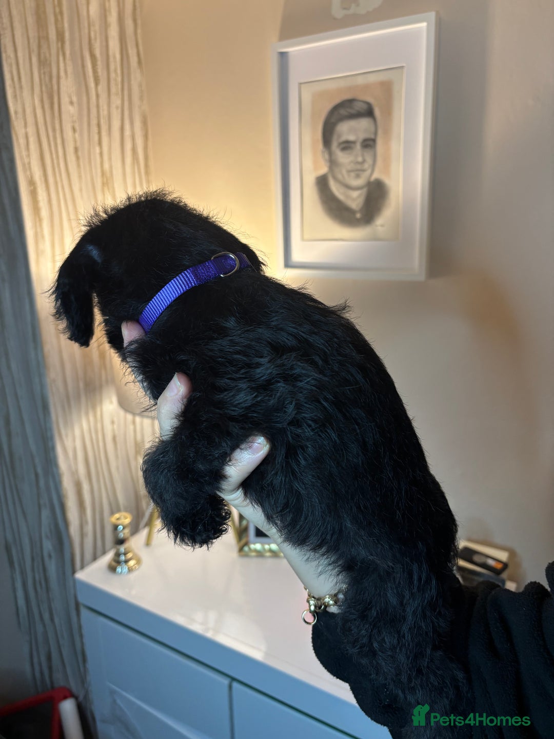 Mixed Breed dogs for sale: 3/4Bedlington 1/4Whippet - Image 6