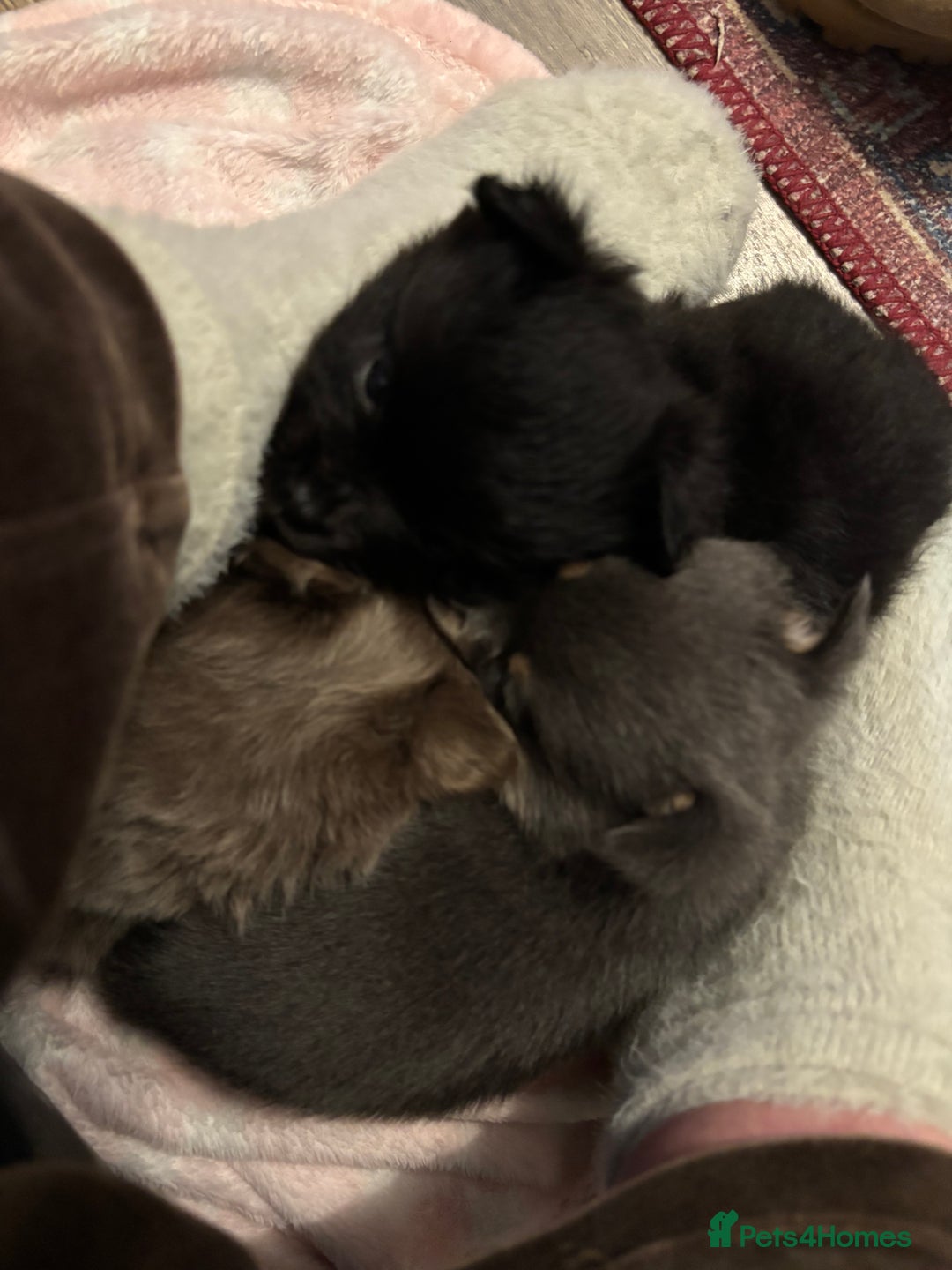 Pomchi dogs for sale: Primrose’s precious pomchi babies - Advert 6