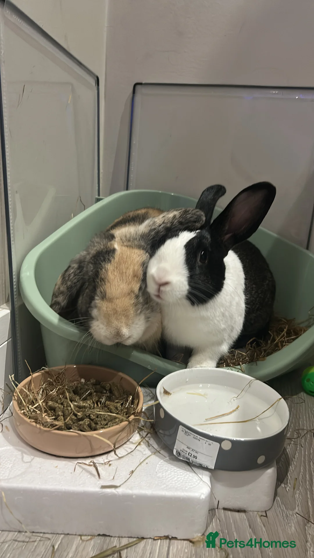 Rex rabbits for sale: Rex & Lop rabbits  - Advert 1