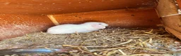 Mini Lop rabbits for sale: 3 white beauty’s for sale NEED TO GO  - Advert 2