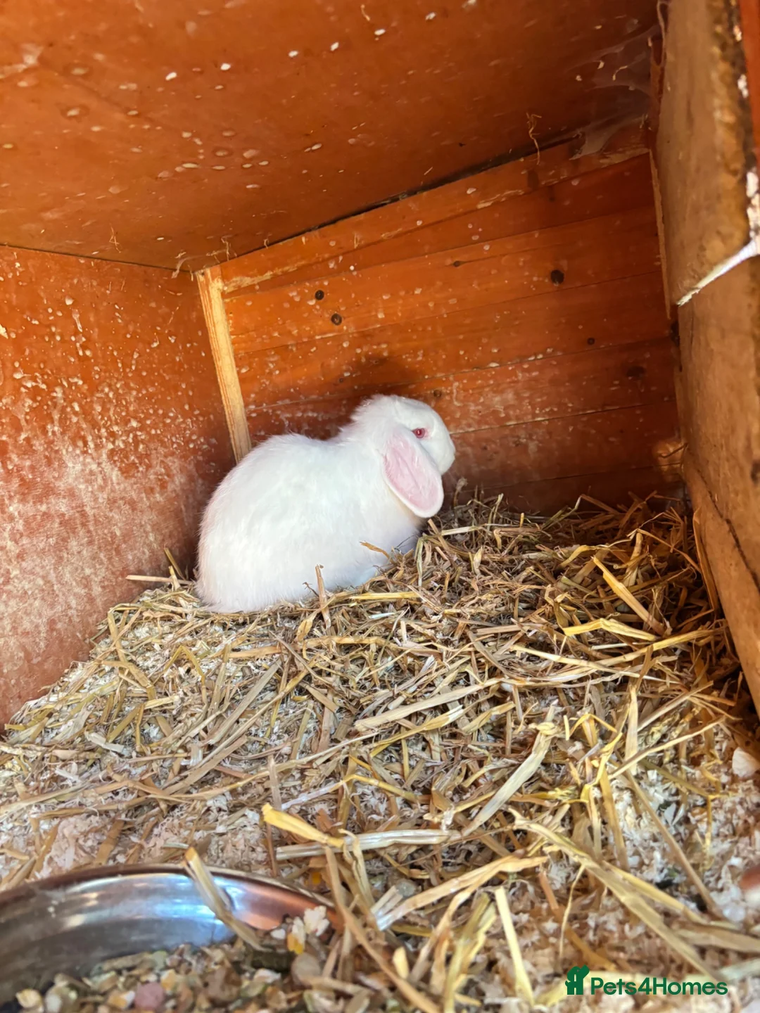 Mini Lop rabbits for sale: 3 white beauty’s for sale NEED TO GO  - Advert 2