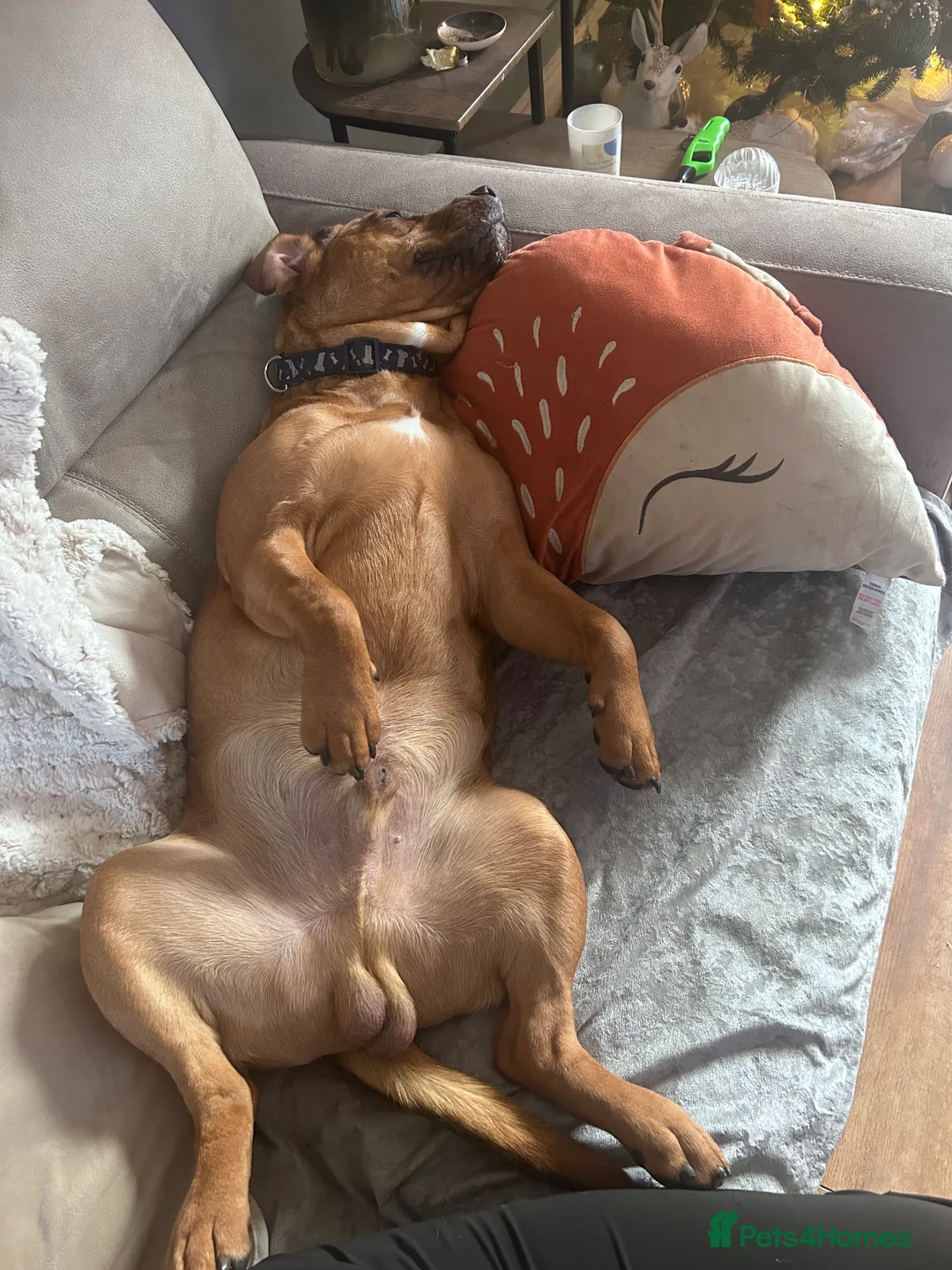 Mixed Breed dogs for sale: 10month old chunk of love - Advert 8