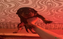 Dobermann dogs for sale: ⭐️DOBERMAN🐾PUPPIES⭐️🐶AVAILABLE🐾MID🐾SEPTEMBER🐶 - Image 17