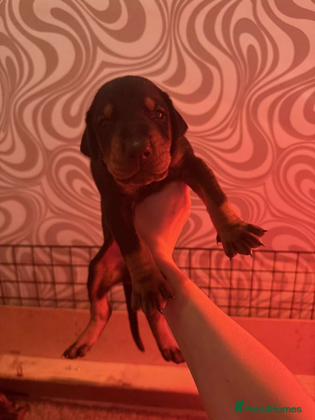 Dobermann dogs for sale: ⭐️DOBERMAN🐾PUPPIES⭐️🐶AVAILABLE🐾MID🐾SEPTEMBER🐶 - Image 17