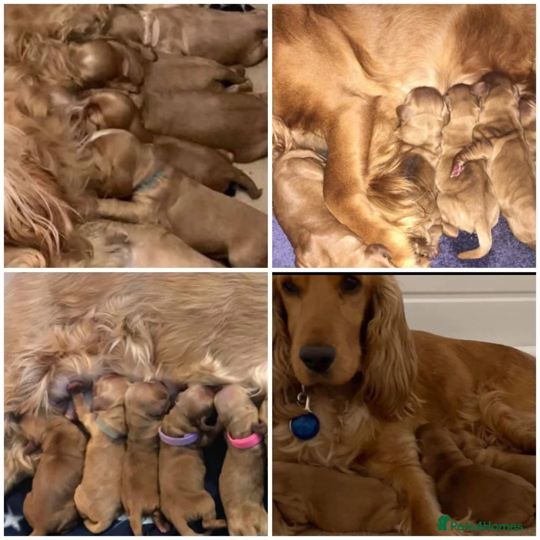 Cocker Spaniel dogs for stud: *Mungo* GOLDEN Show Cocker PEDIGREE BEST TESTED in Bradford-on-Avon - Advert 28