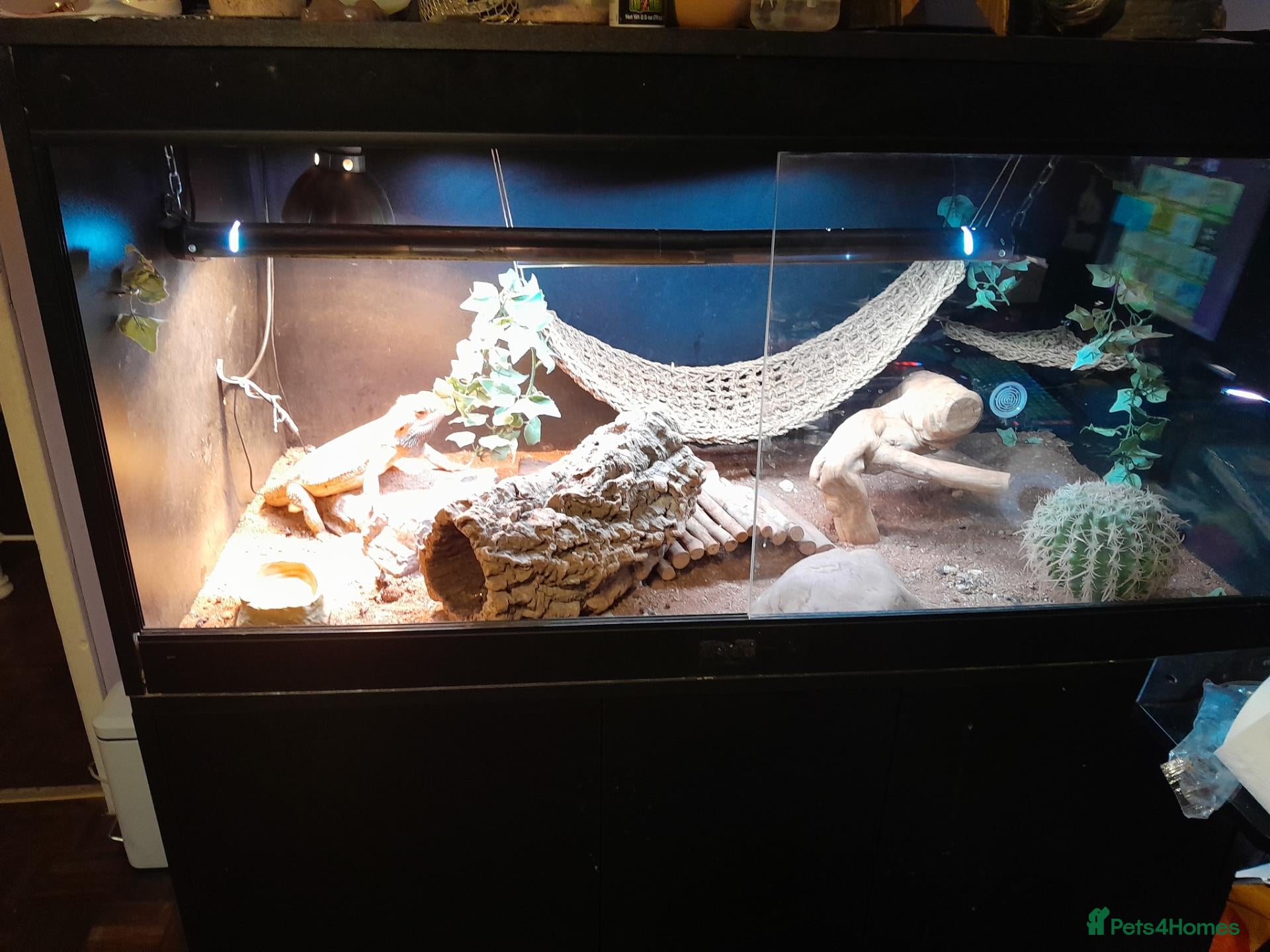 Bearded Dragon reptiles for sale: Friendly Adult Bearded Dragon with Vivarium - Advert 1