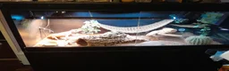 Bearded Dragon reptiles for sale: Friendly Adult Bearded Dragon with Vivarium - Advert 1