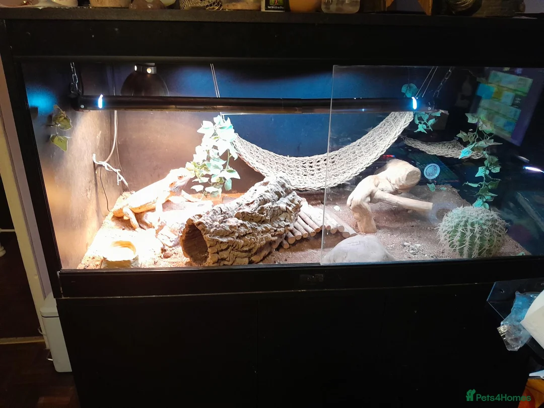 Bearded Dragon reptiles for sale: Friendly Adult Bearded Dragon with Vivarium - Advert 1