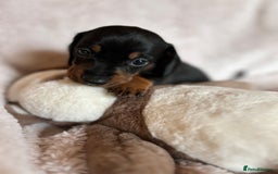 Dachshund dogs for sale: 7 Gorgeous puppies  - Image 20
