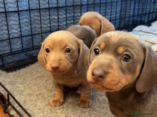 Miniature Dachshund dogs for sale - Advert 1