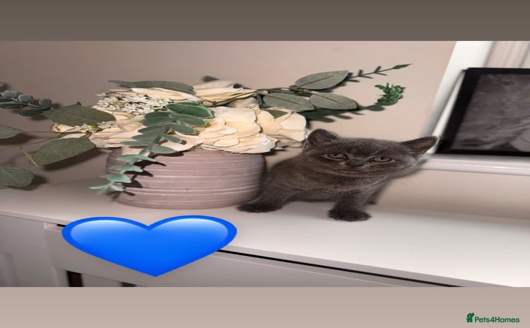 British Shorthair cats - Advert 2
