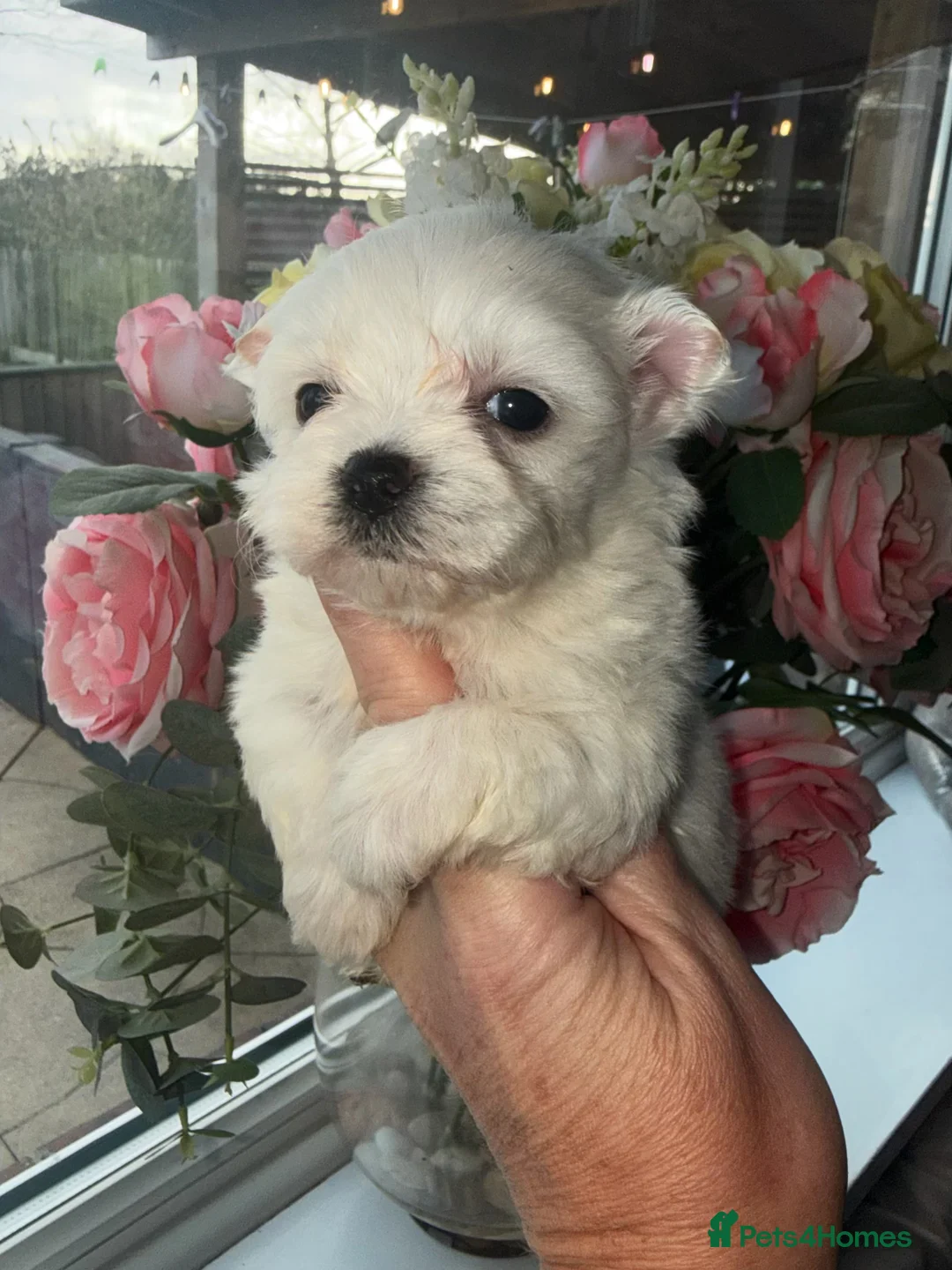 Maltipoo dogs for sale: Beautiful Blue Eyed boy Cookie Dough 🩵 - Advert 8